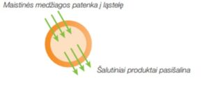 lasteles membrana